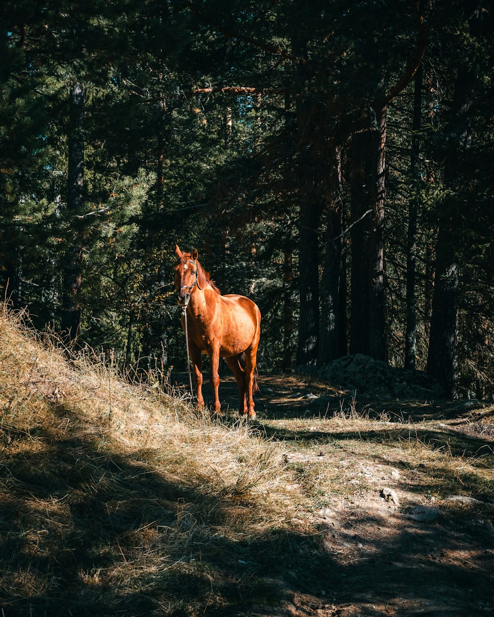 a brown horse standing in the middle of a forest