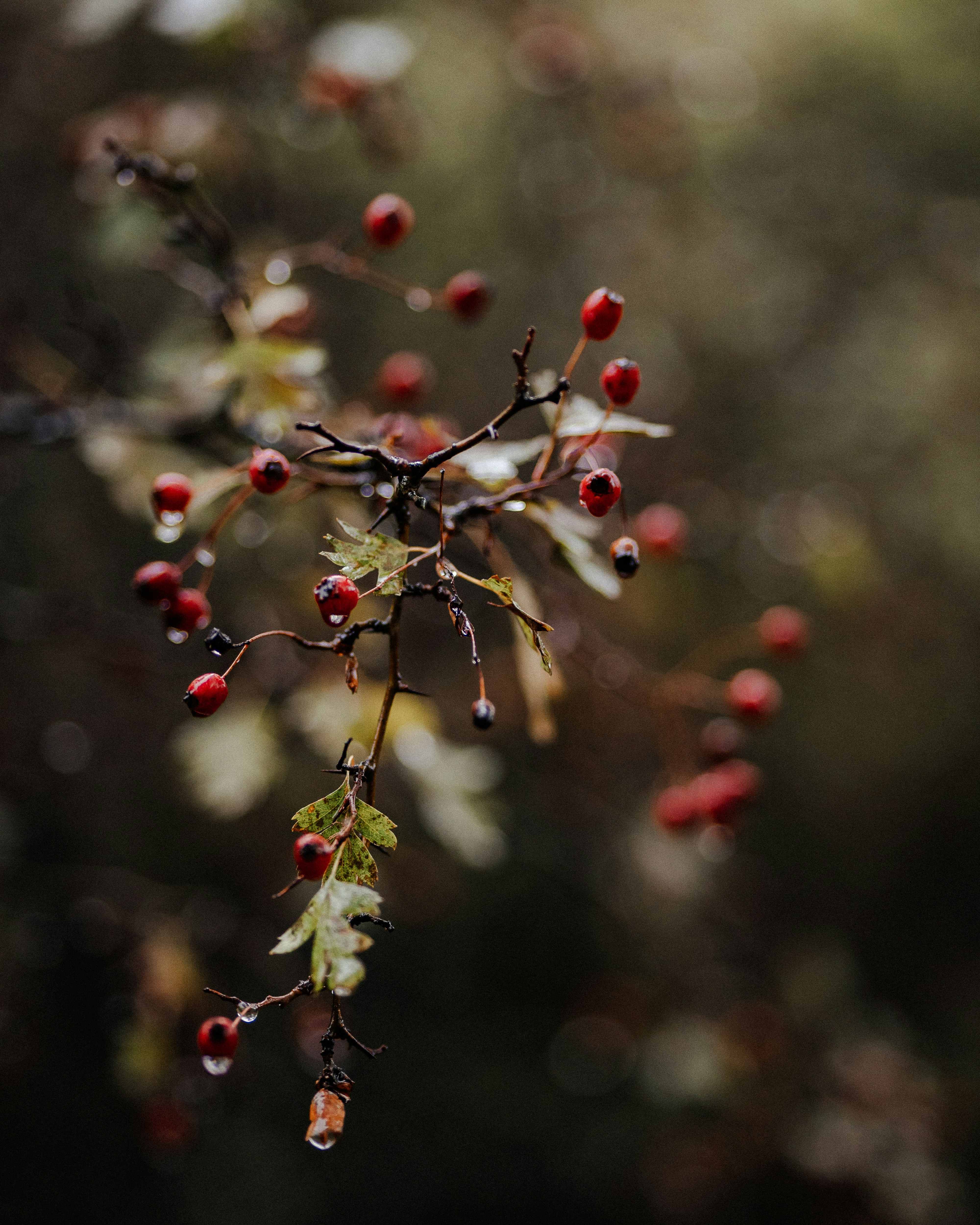 Photo by dannyspasov