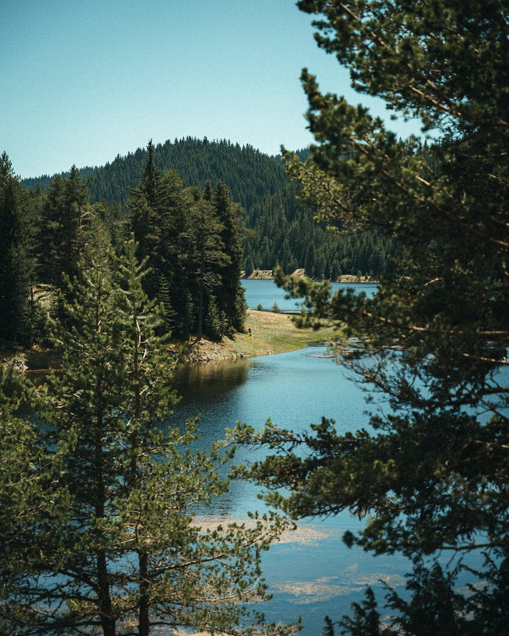 Ein See, umgeben von Bäumen und einem Wald
