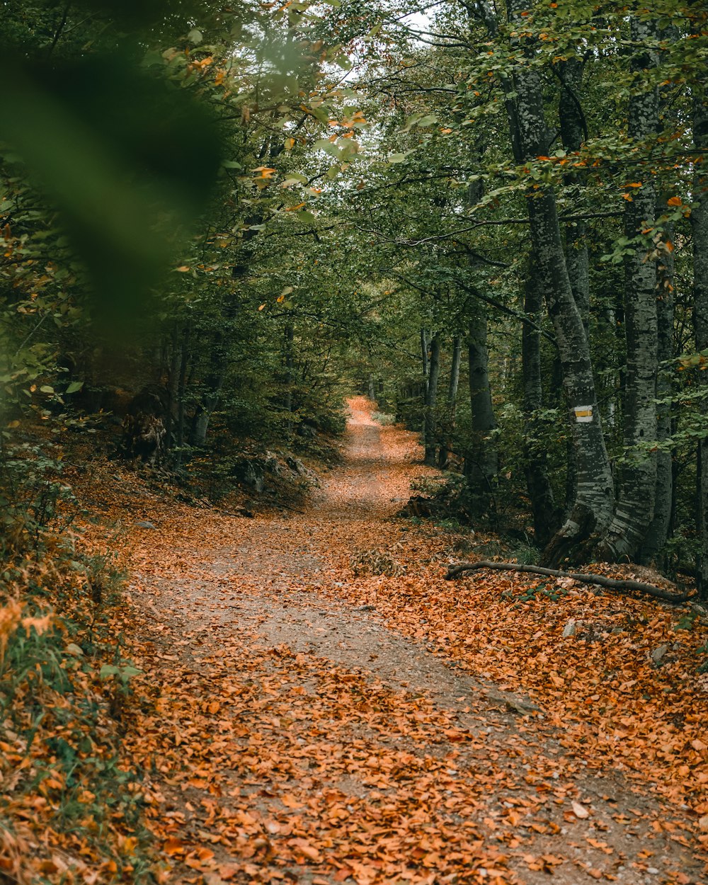 a dirt road surrounded by trees and leaves