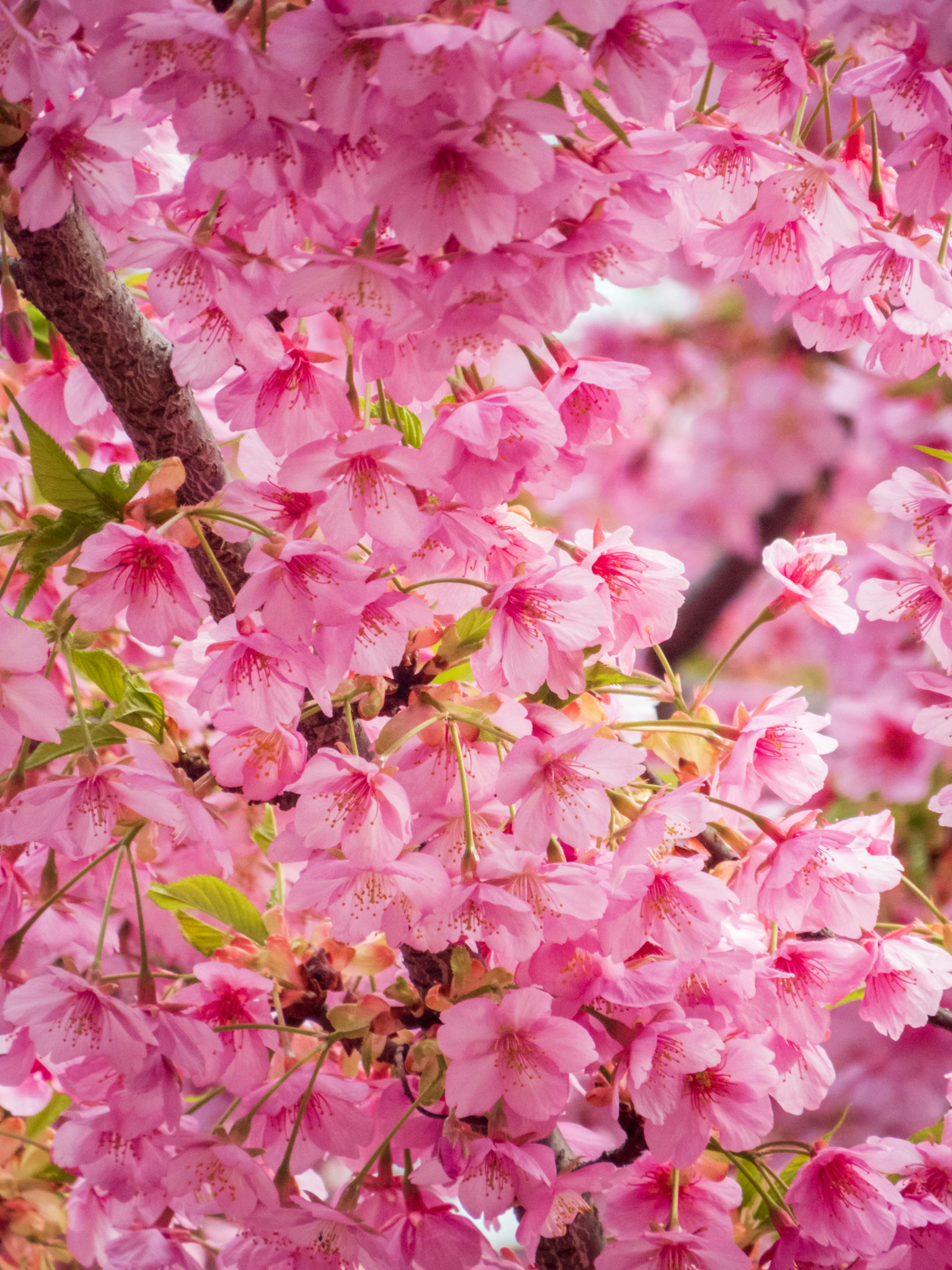 Photo by heppoko_yama