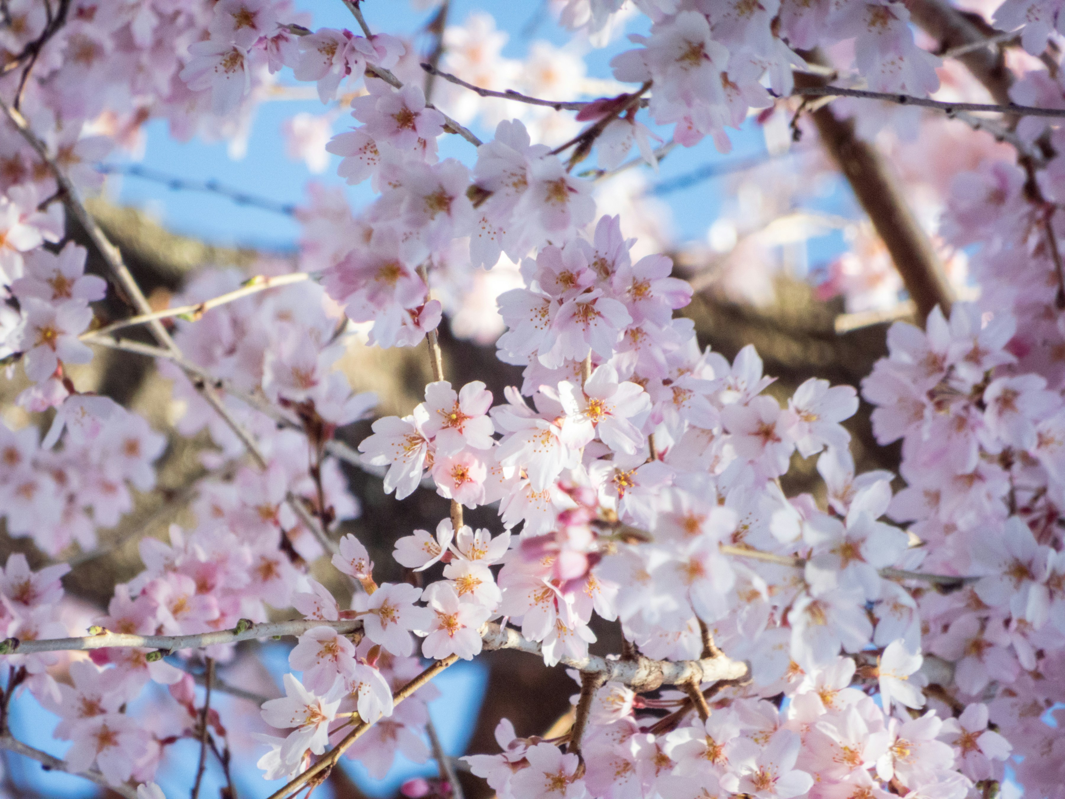 Photo by heppoko_yama