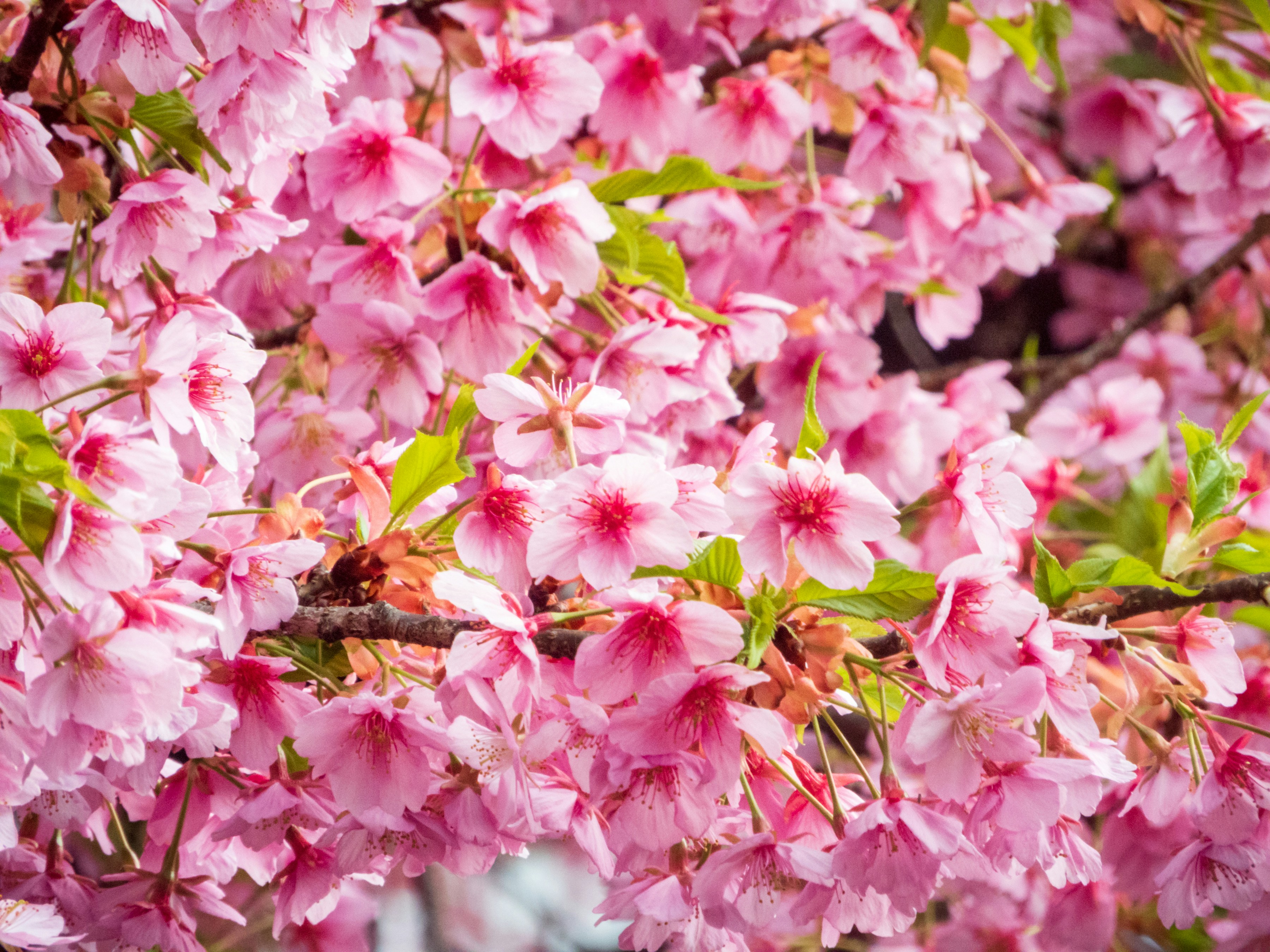 Photo by heppoko_yama