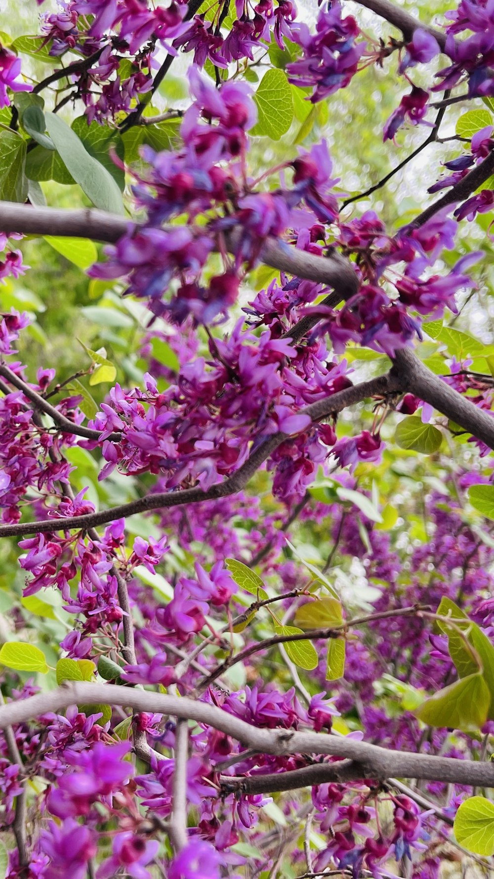 a tree with purple flowers and green leaves