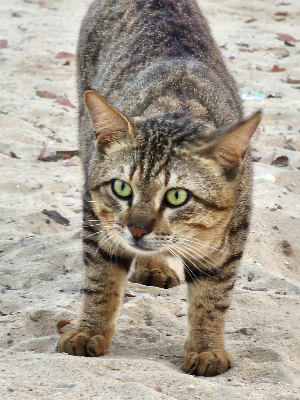 a cat walking across a sandy ground