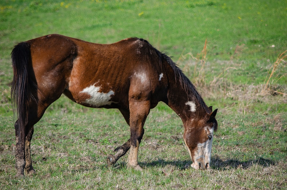 a brown and white horse eating grass in a field