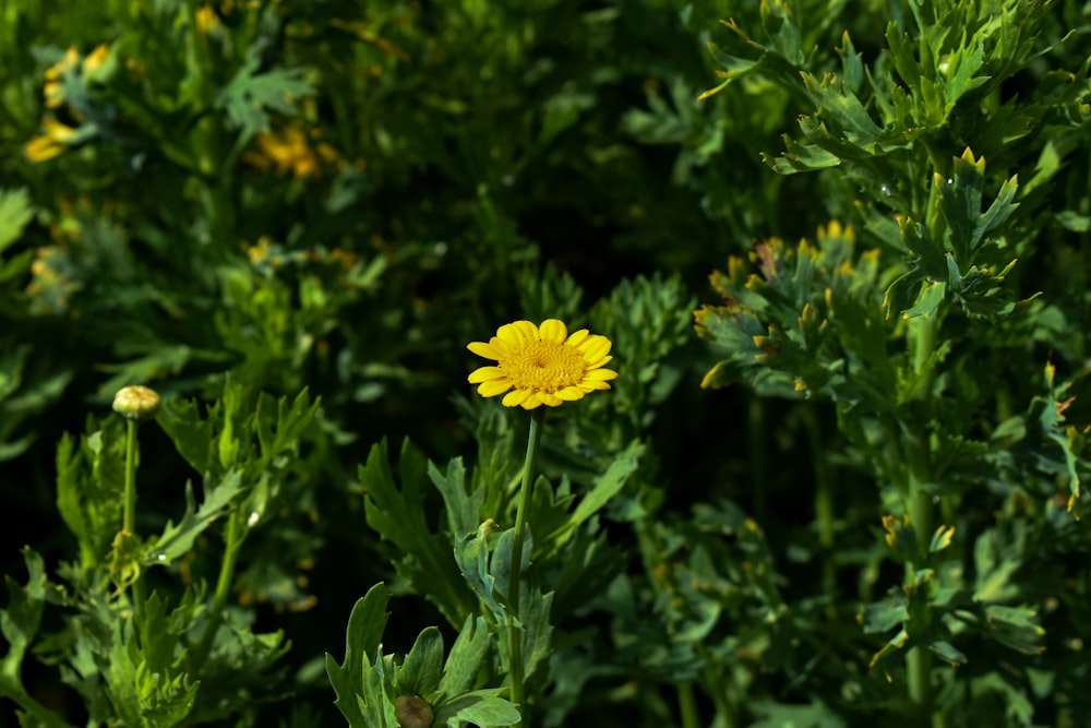 a single yellow flower in the middle of a field