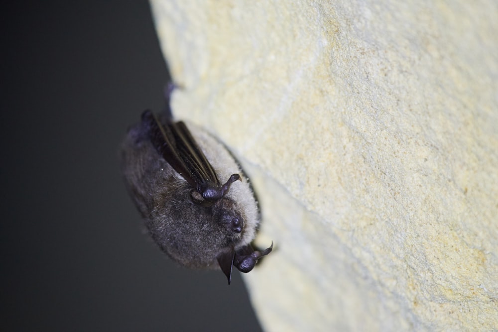 a close up of a bat on a rock