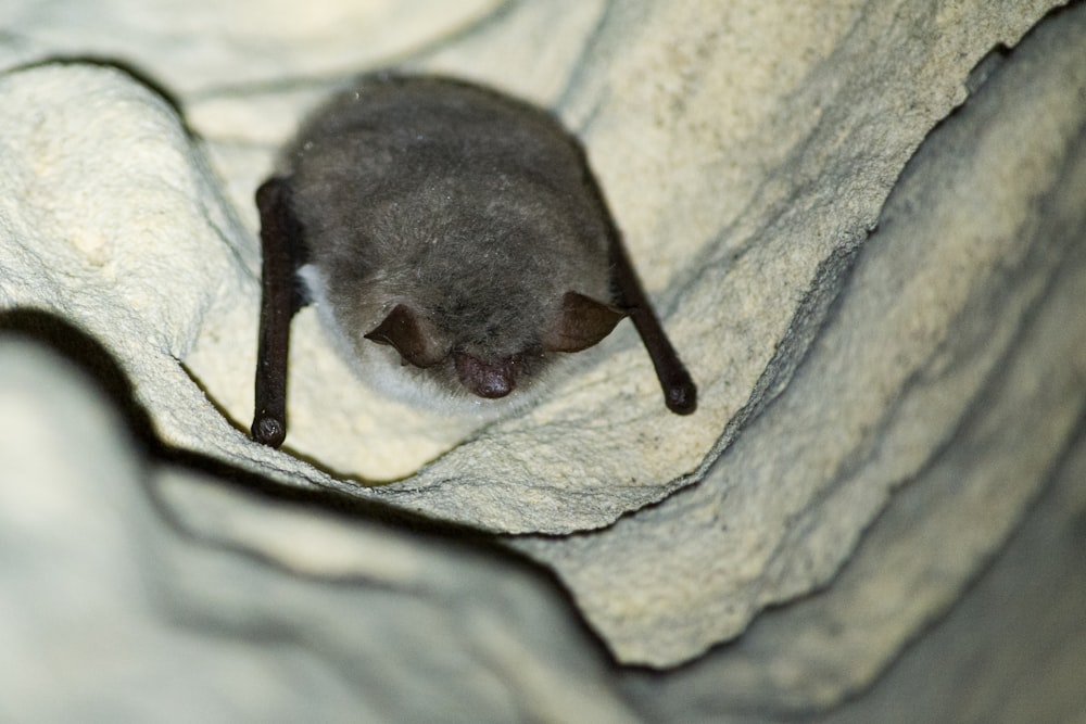 a small bat is sitting on a rock