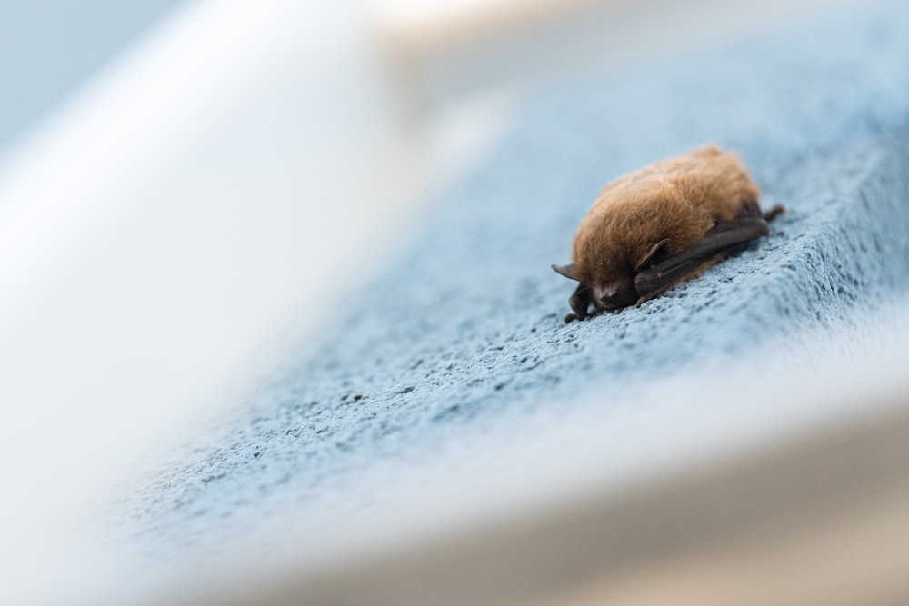 a small brown animal laying on top of a blue carpet