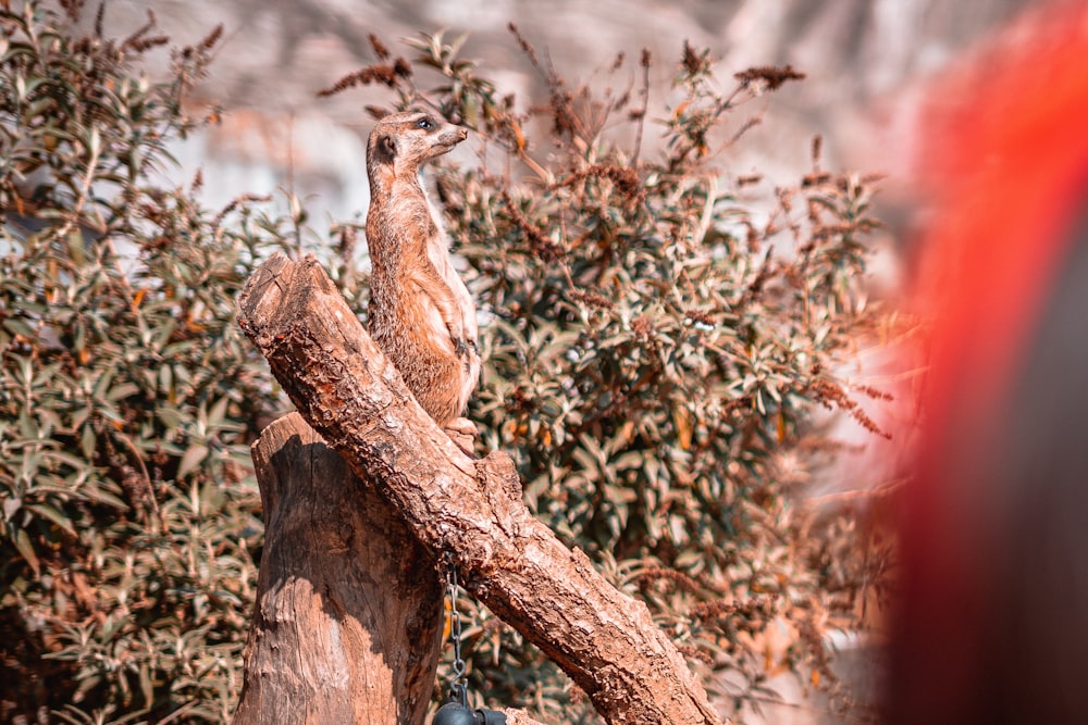 a bird perched on top of a tree branch