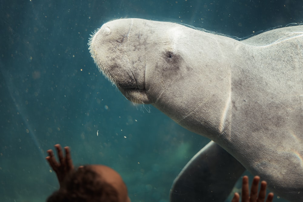 a large white seal swimming under water next to a person