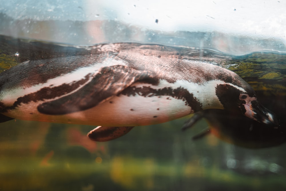 a close up of a penguin under water