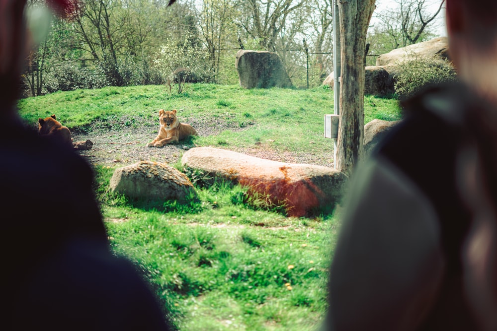 a man looking at a lion in a zoo