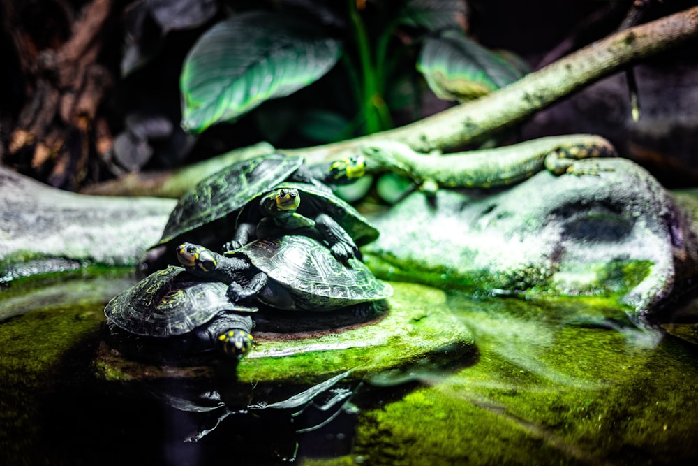 a close up of a turtle laying on a rock