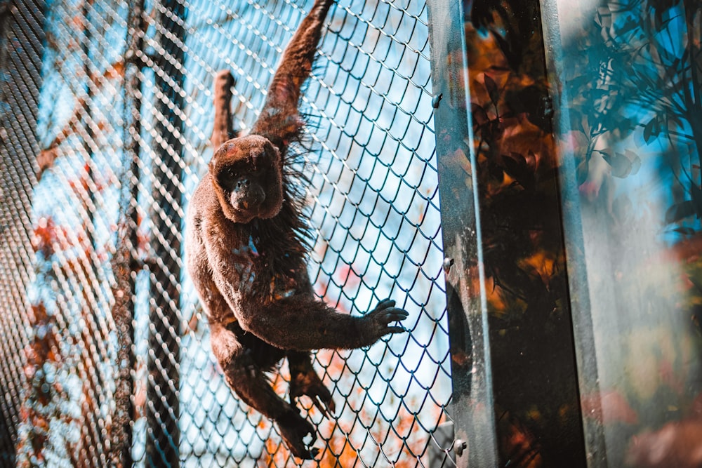 a monkey hanging from a chain link fence