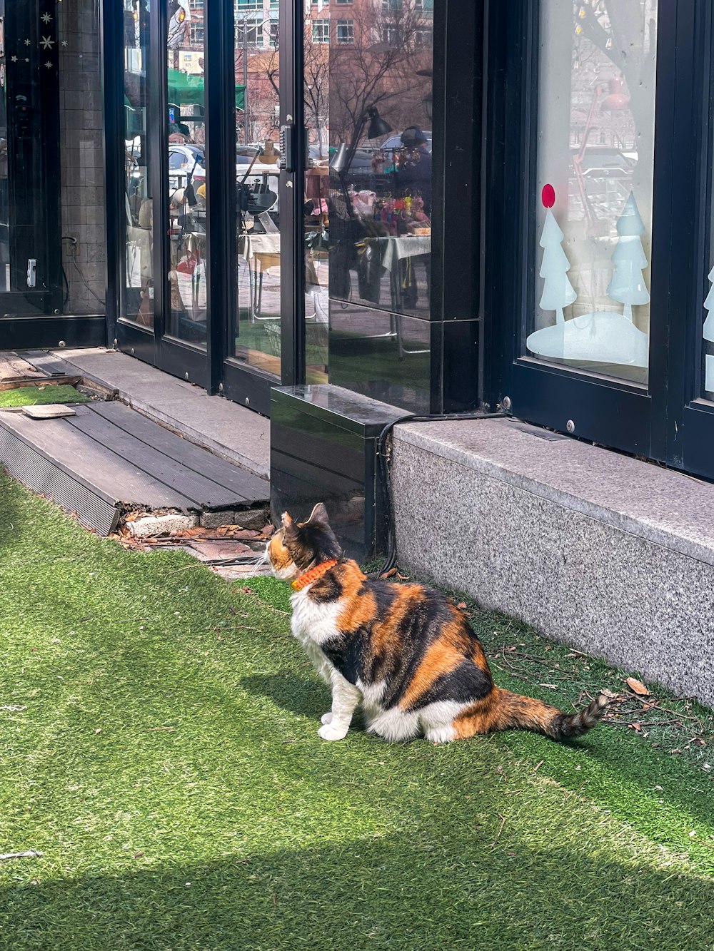 a cat sitting on the grass outside of a store