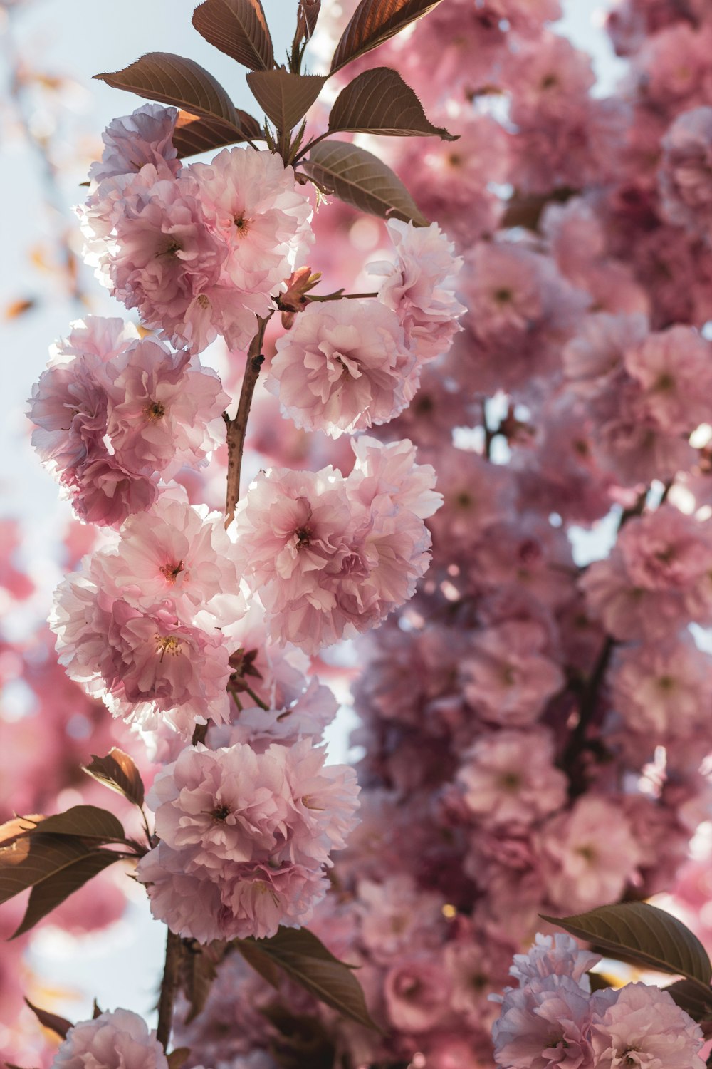 pink flowers are blooming on a tree branch