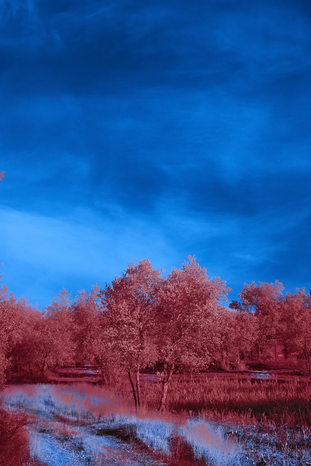 a red and blue photo of trees and a body of water