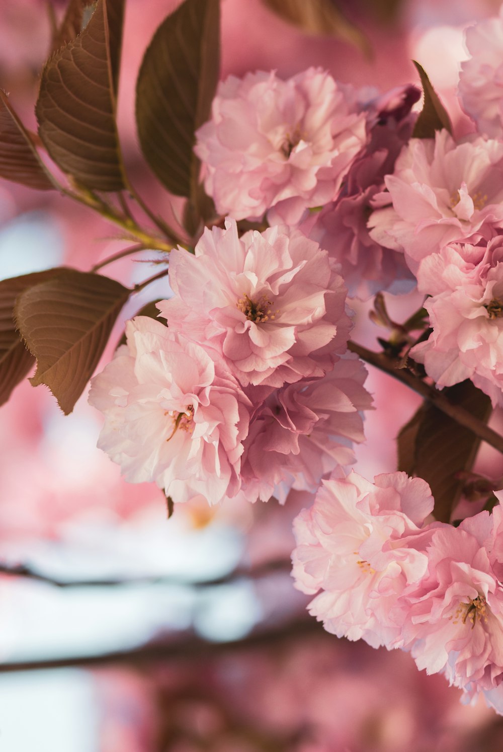 a close up of pink flowers on a tree