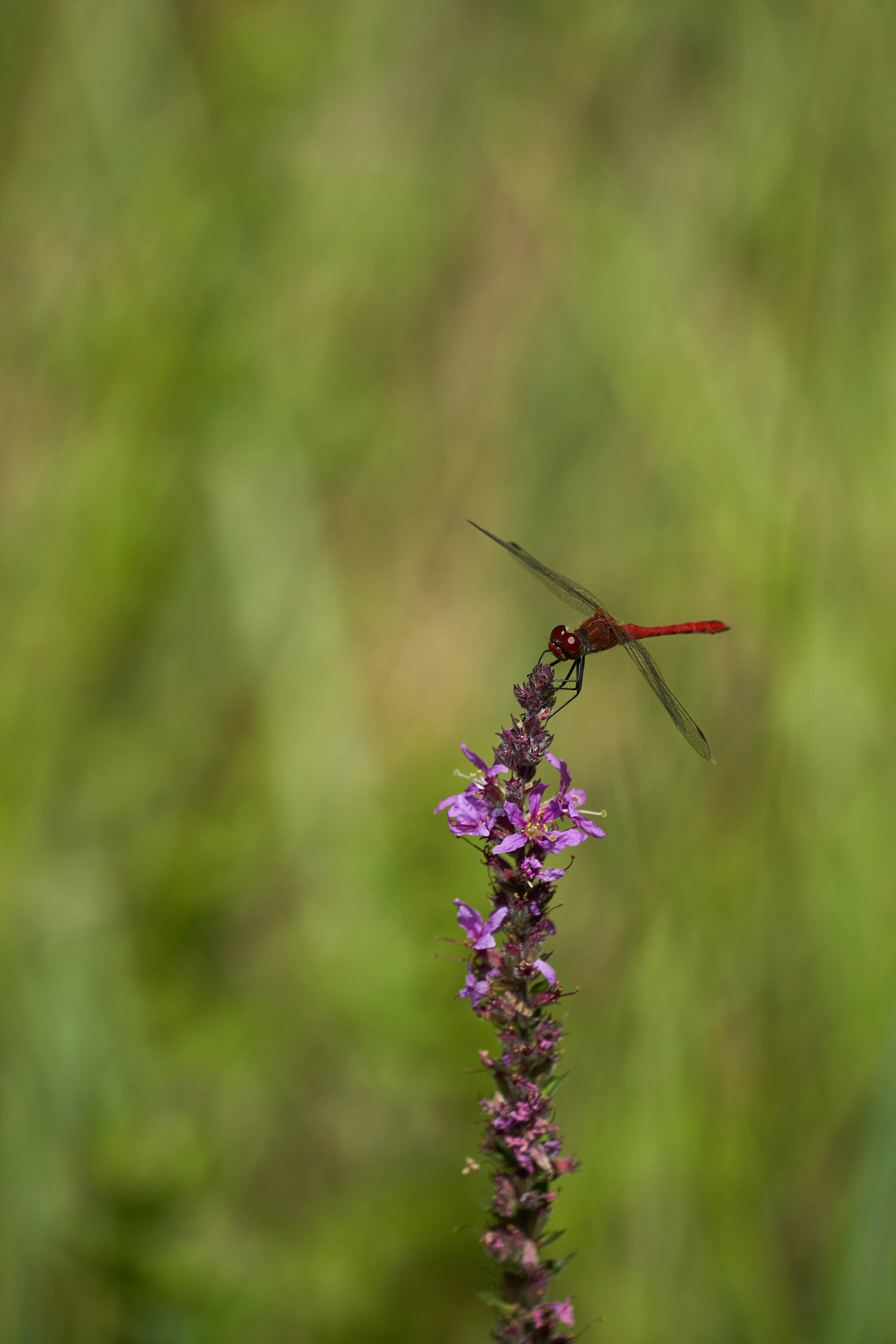 Photo by wolfgang_hasselmann
