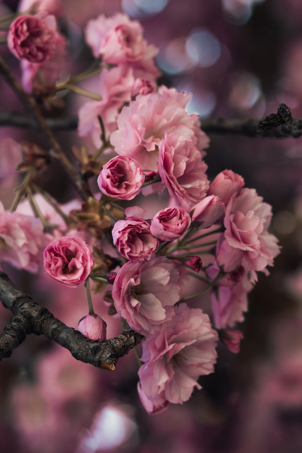 a branch of a tree with pink flowers