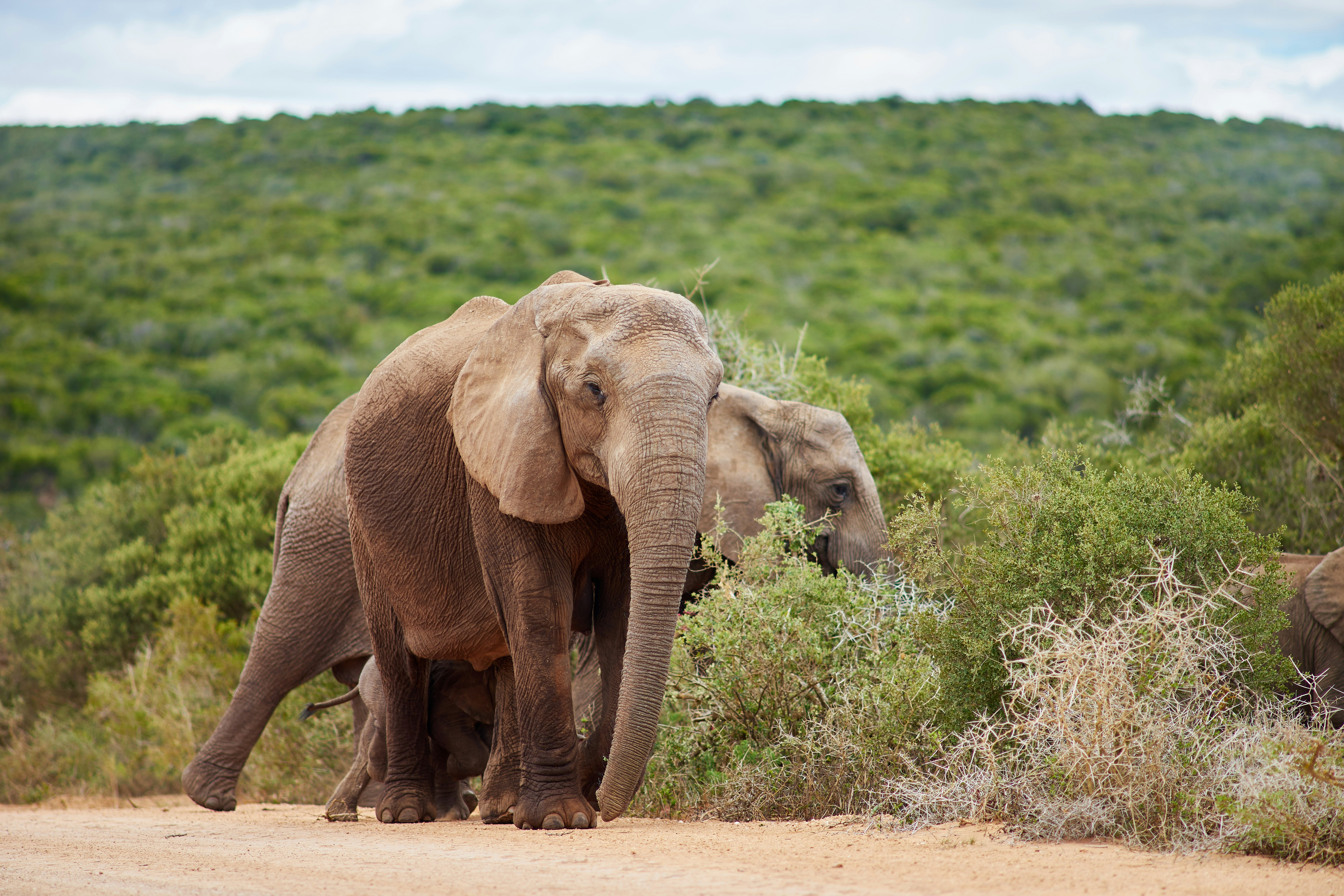 Photo by wolfgang_hasselmann