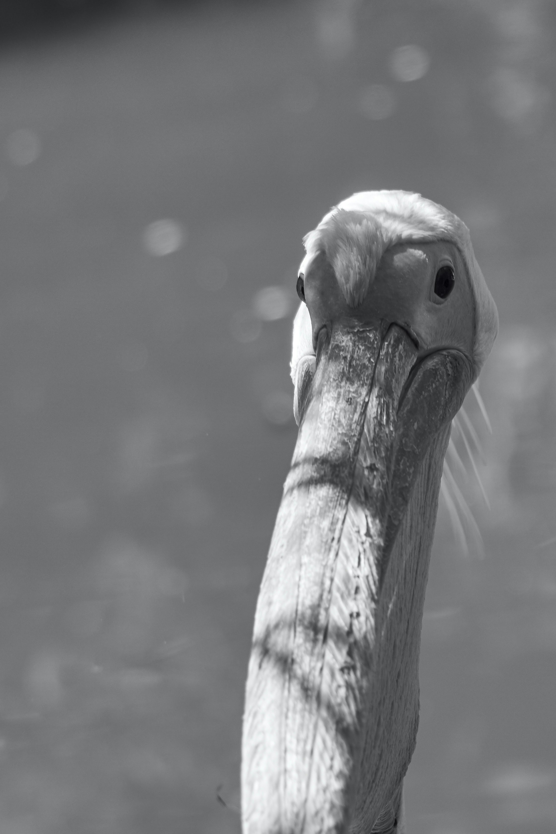 Photo by wolfgang_hasselmann