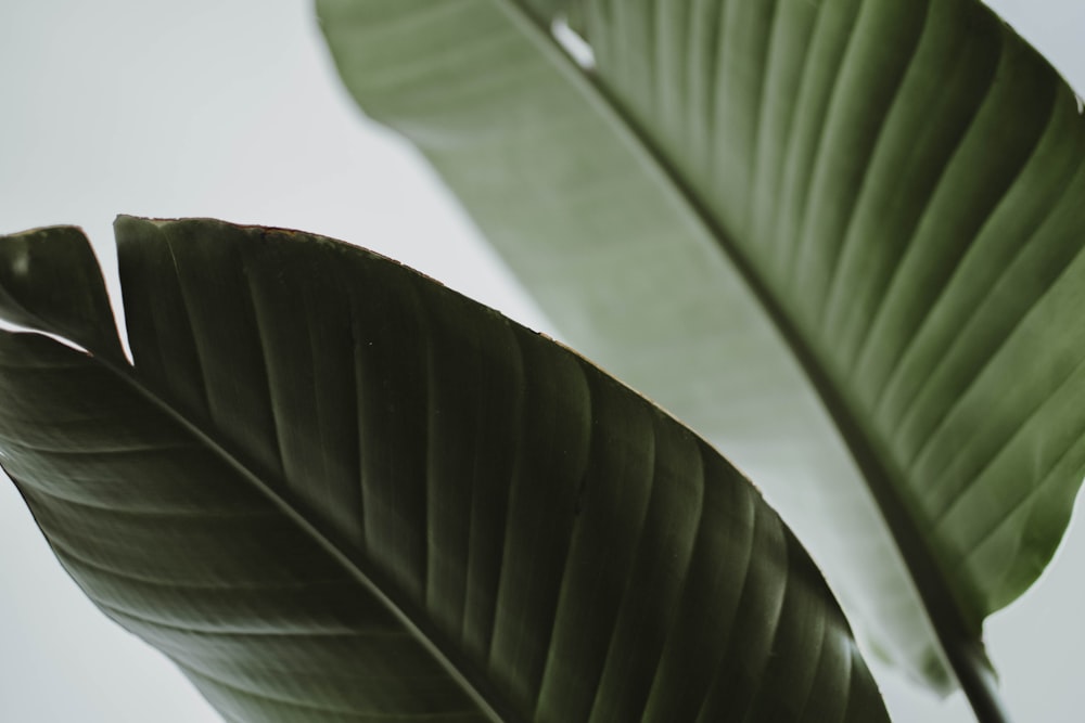 a close up of a large green leaf