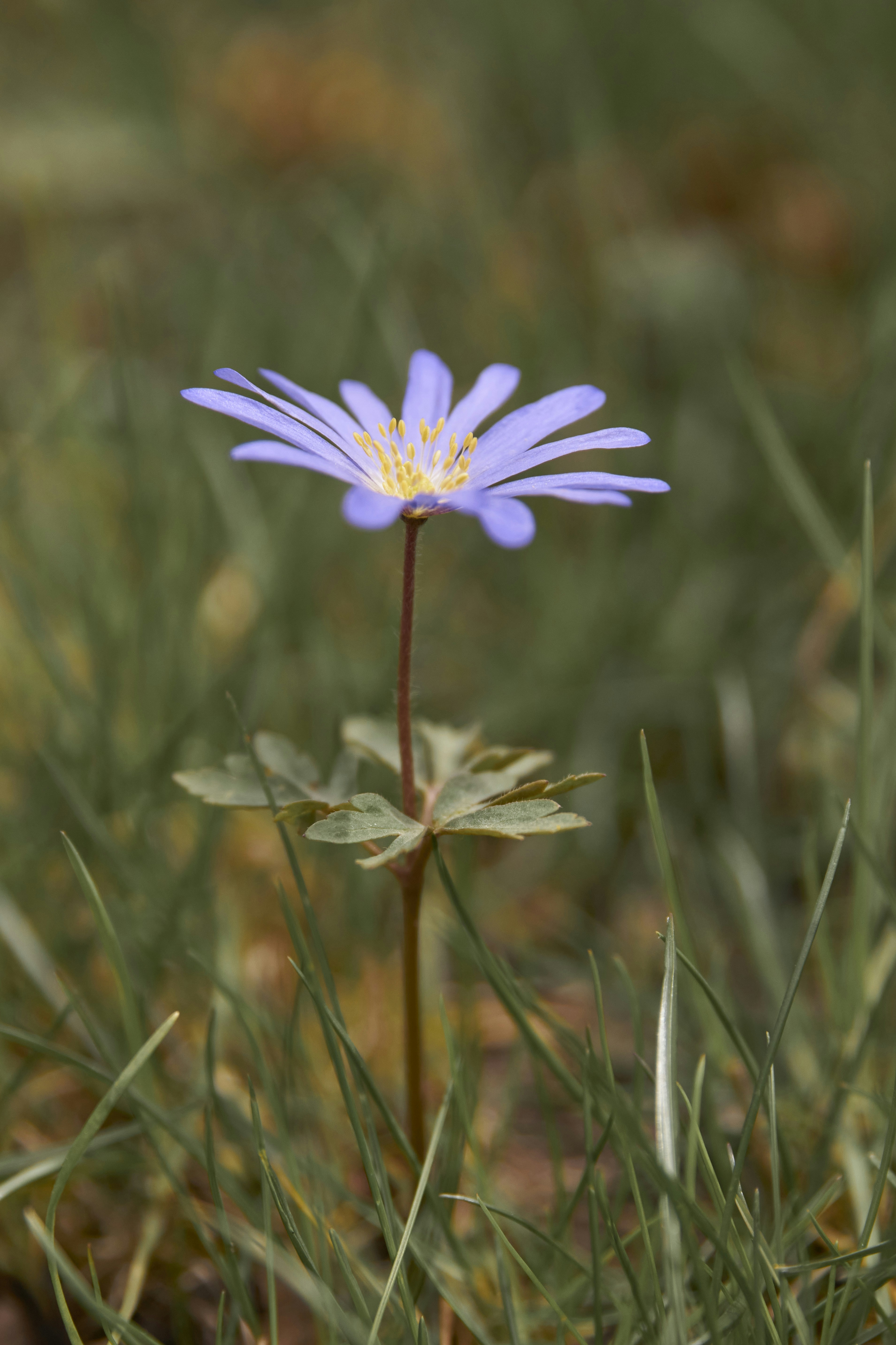 a small blue flower sitting on top of a lush green field