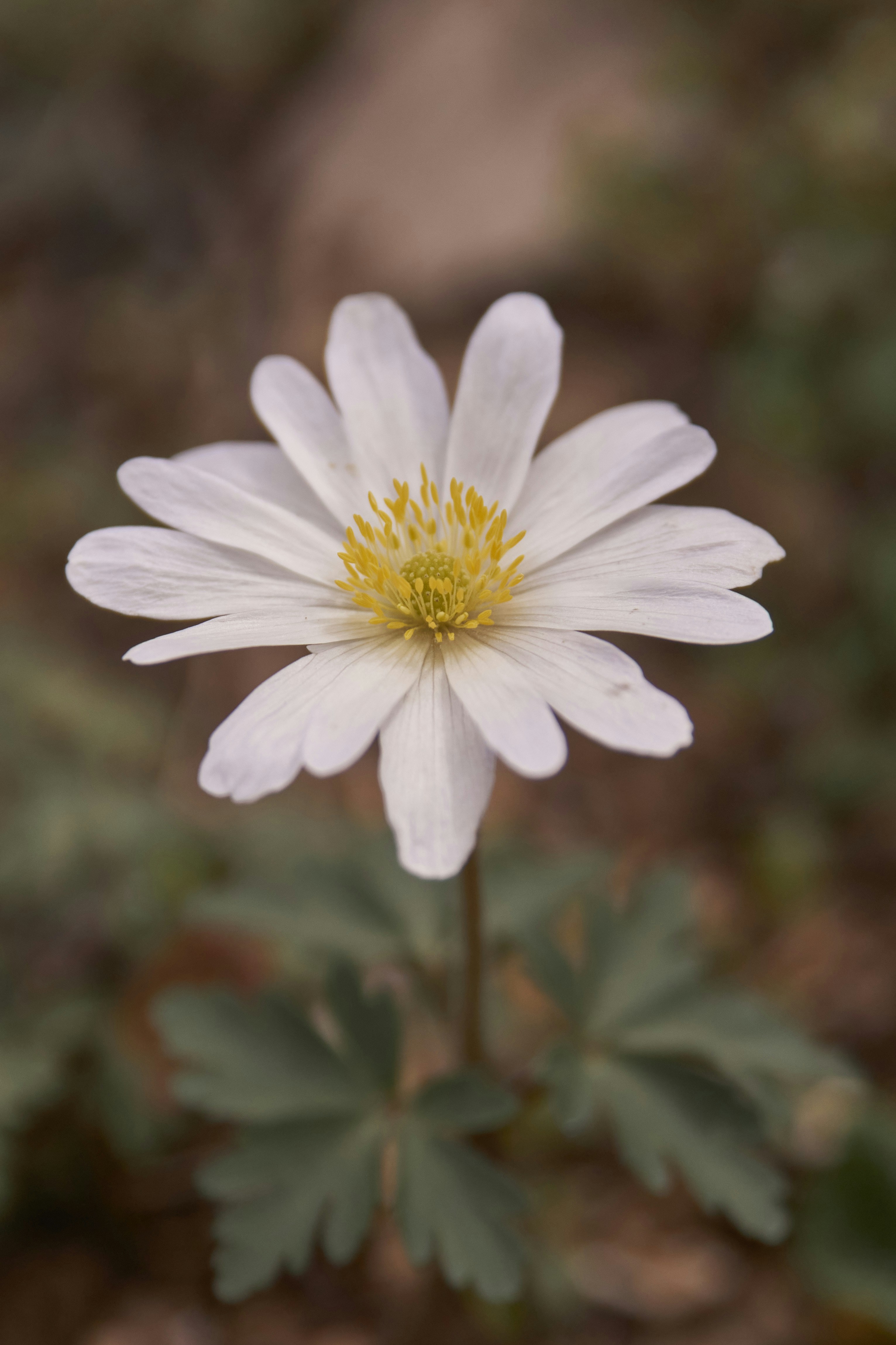 a close up of a white flower with a yellow center