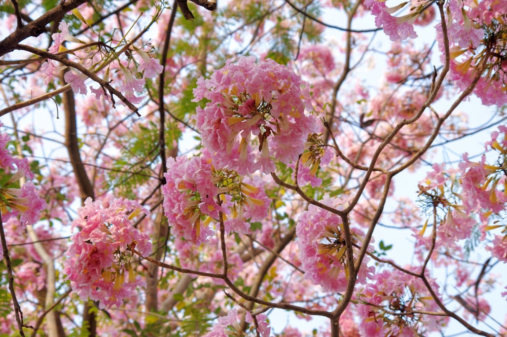 pink flowers are blooming on a tree