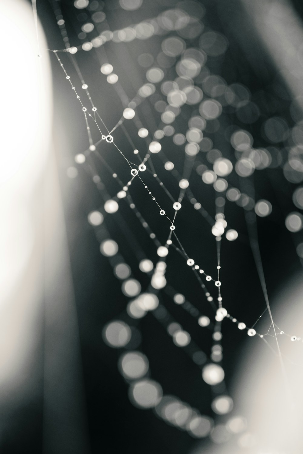 a black and white photo of a spider web