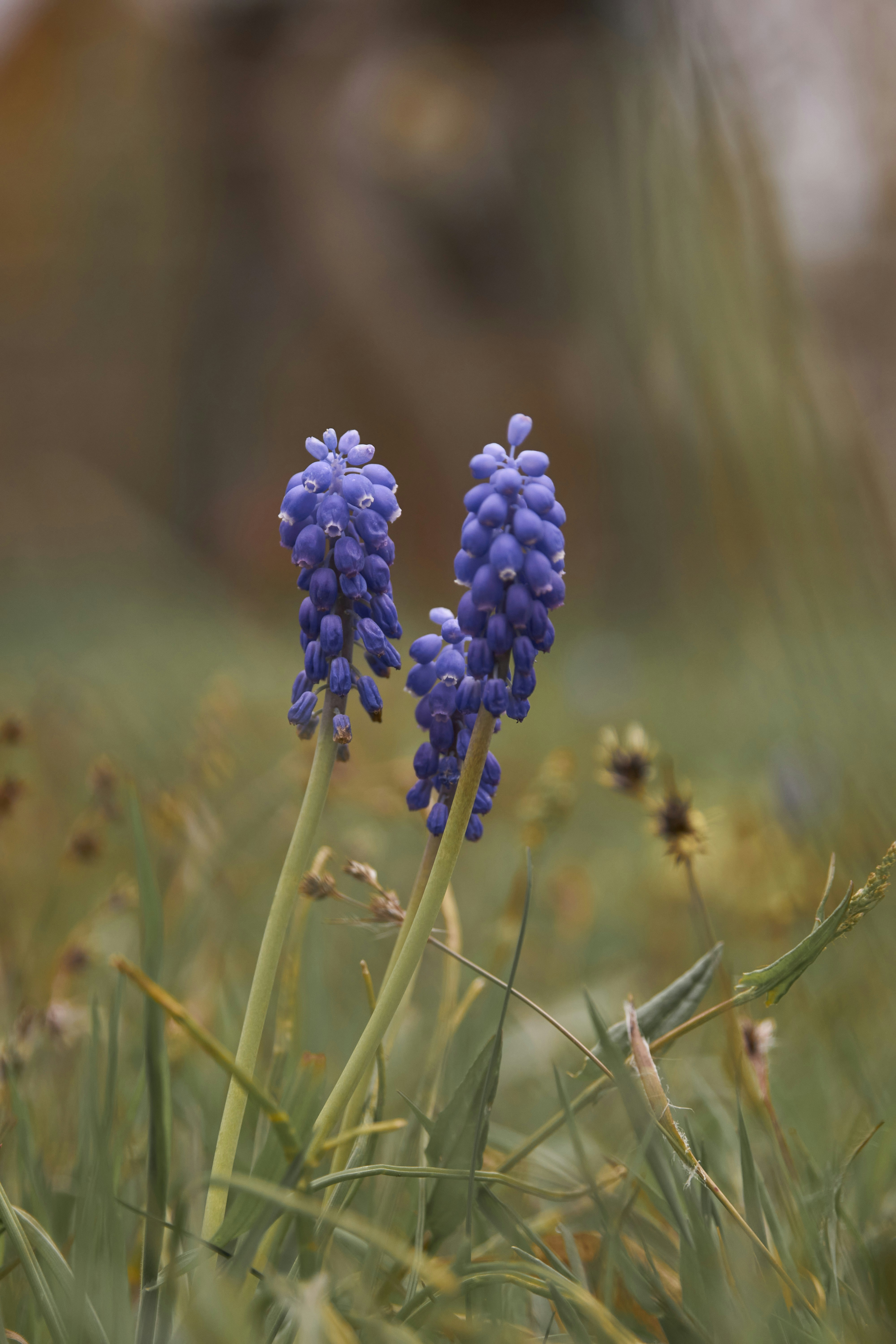 a couple of purple flowers sitting on top of a lush green field