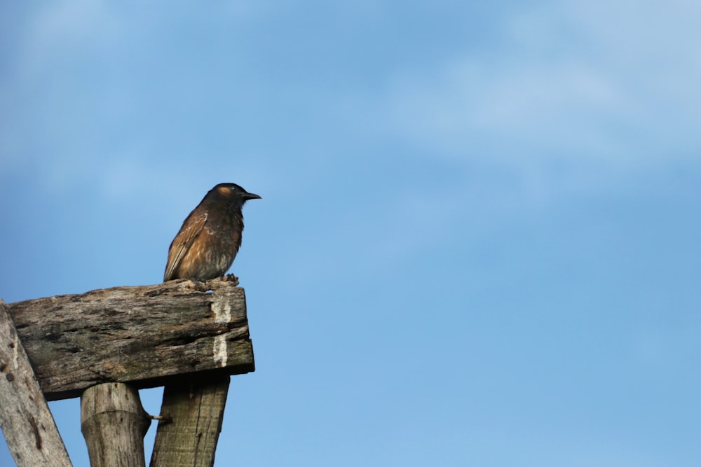 a bird sitting on top of a wooden post