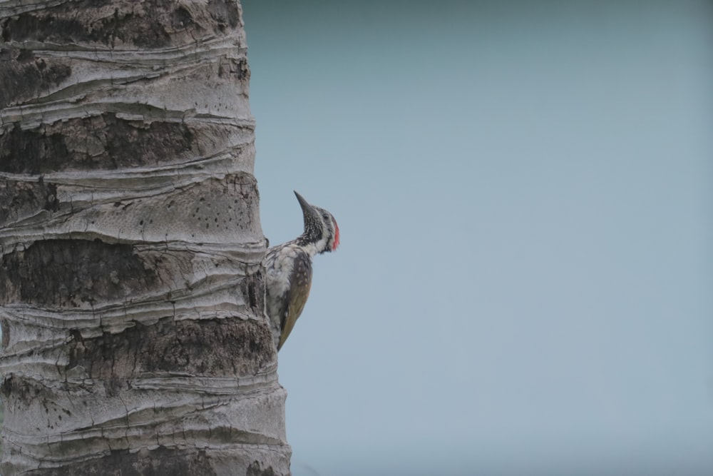 a bird is perched on the trunk of a tree