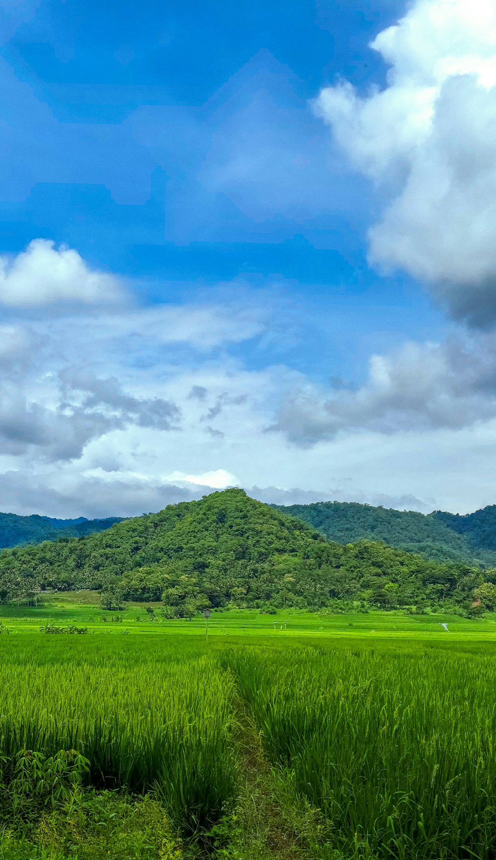 Un exuberante campo verde con una montaña al fondo