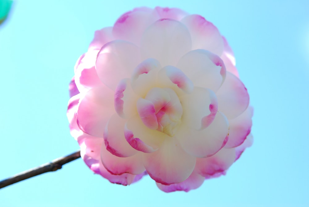 a pink and white flower with a blue sky in the background