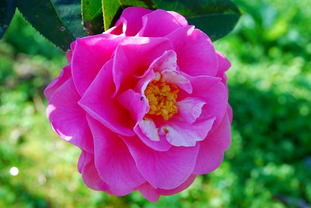 a large pink flower with a yellow center