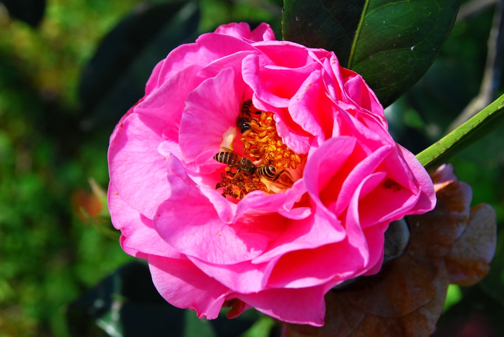 a pink flower with a bee inside of it