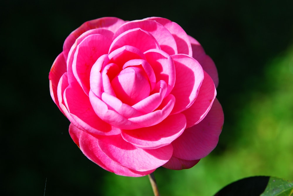 a pink rose is blooming in a garden