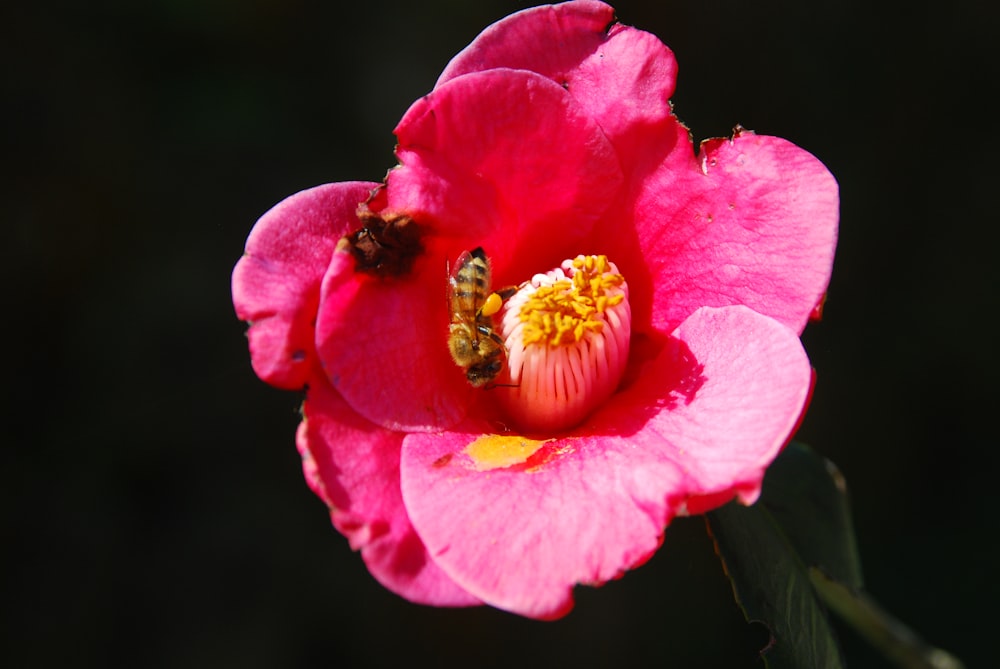 a pink flower with a bee inside of it