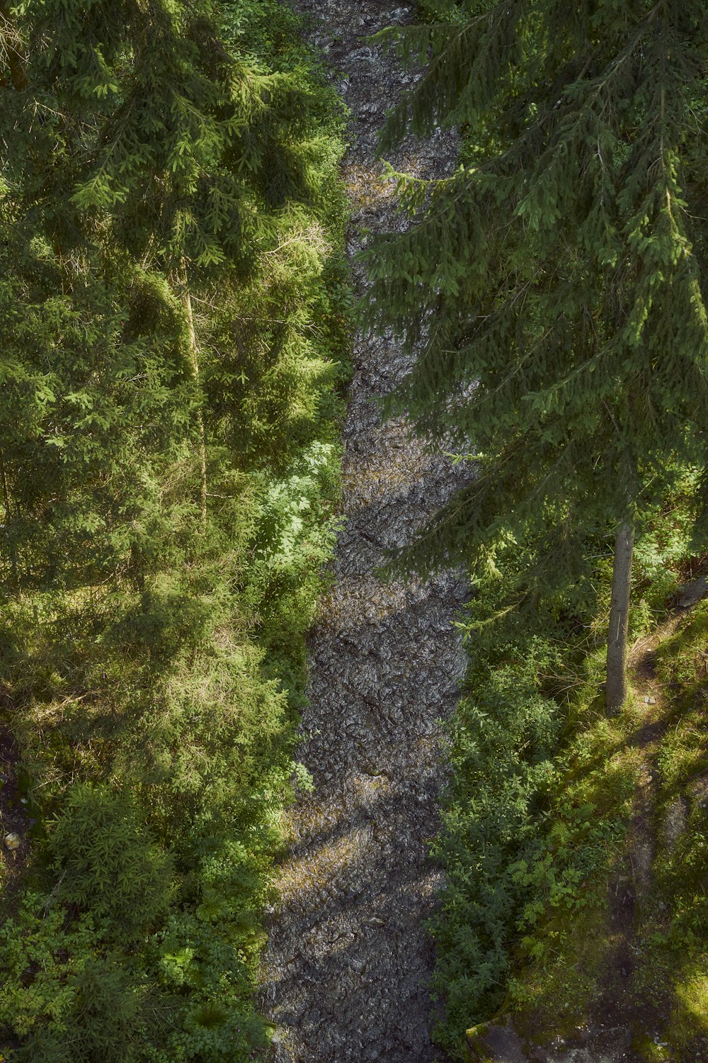 an aerial view of a path in the woods