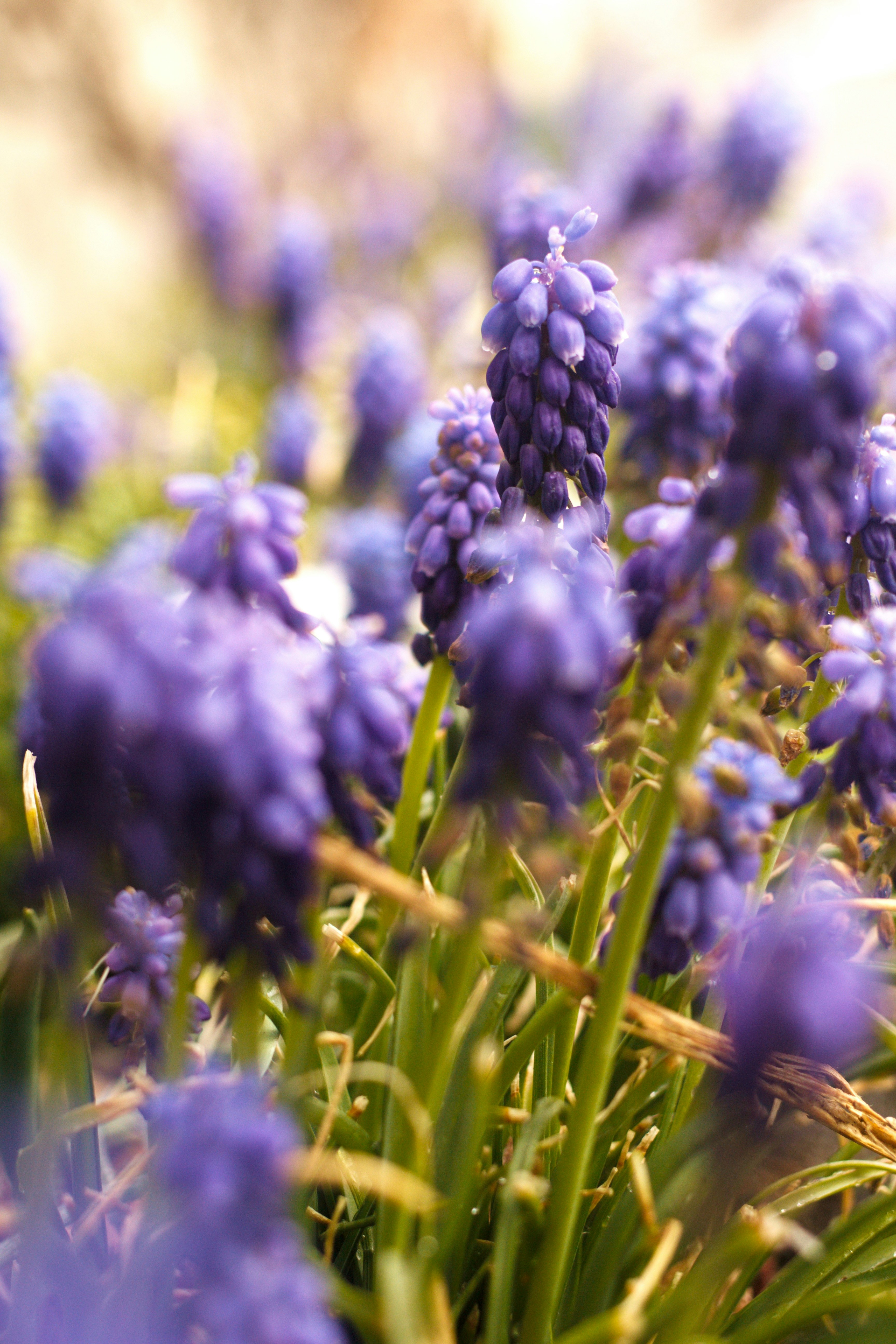 Photo by joshua_hoehne