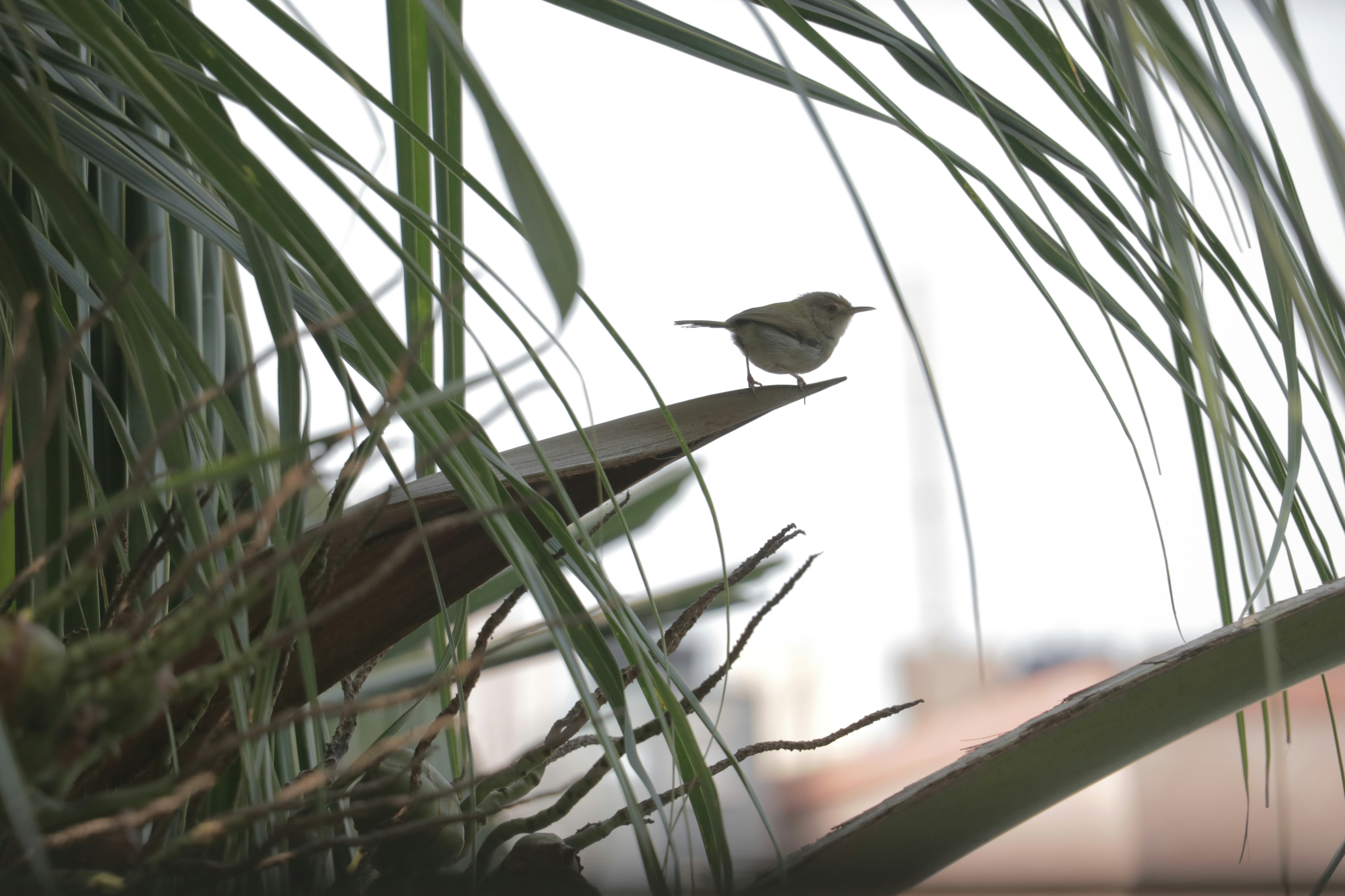 a small bird perched on top of a plant