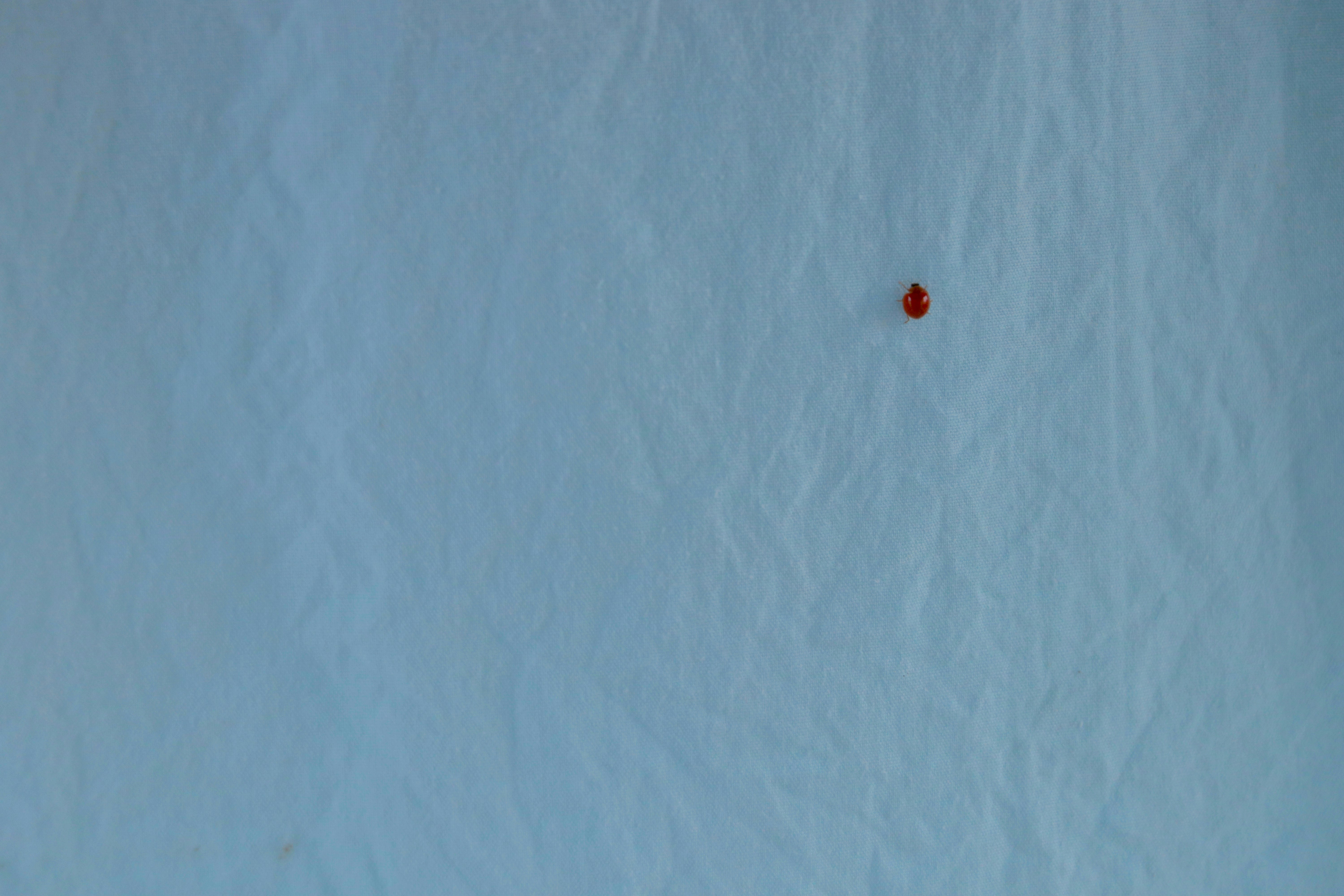 a small red object sitting on top of a snow covered ground