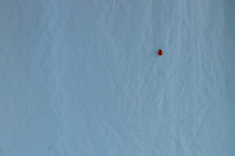 a small red object sitting on top of a snow covered ground