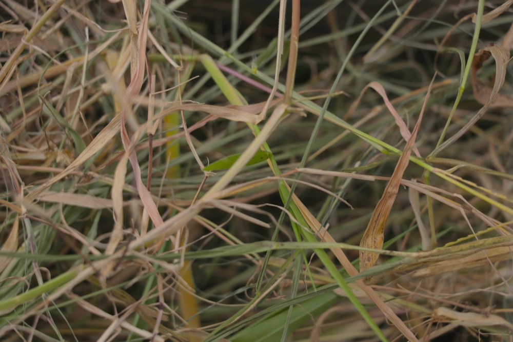 a close up of some grass and weeds