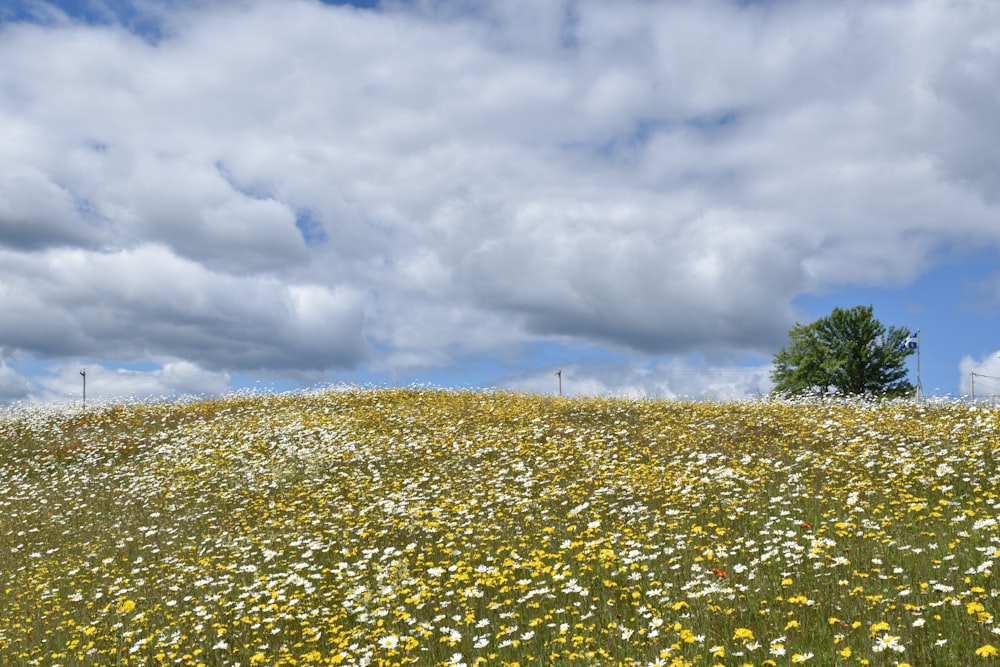 a field full of yellow and white flowers under a cloudy sky