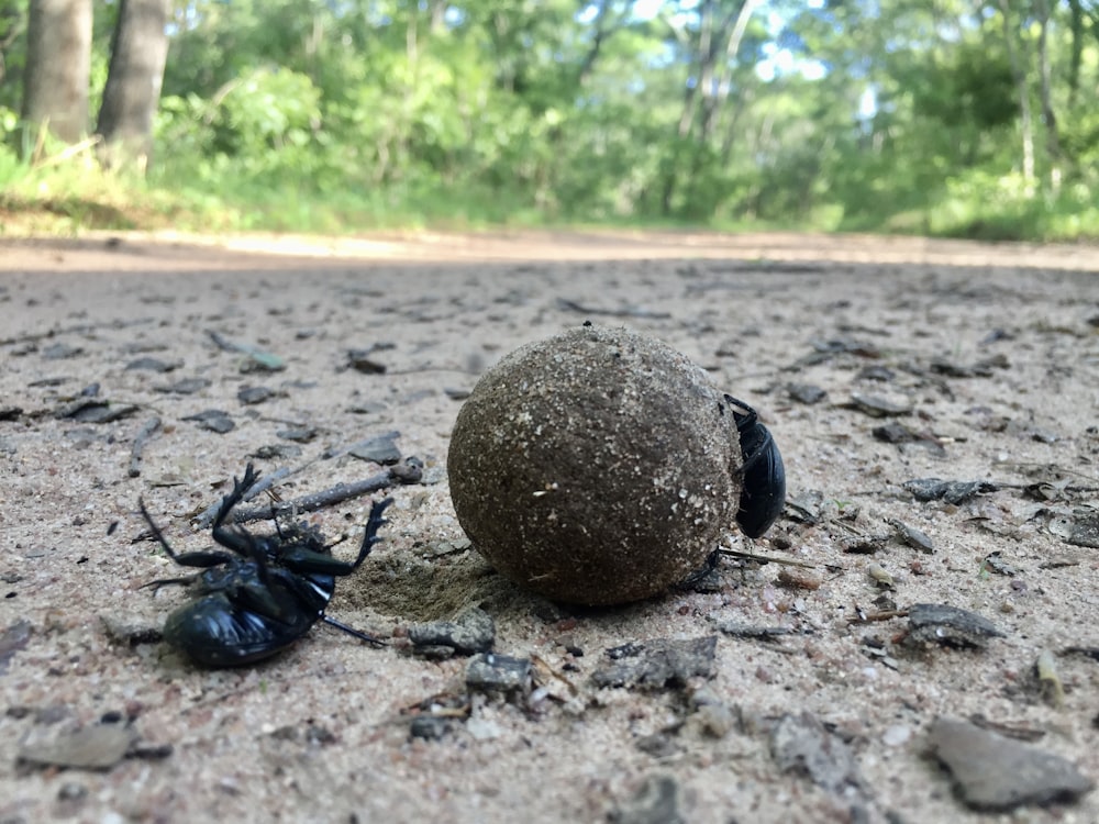 Eine Spinne, die auf einem Felsen mitten auf der Straße kriecht